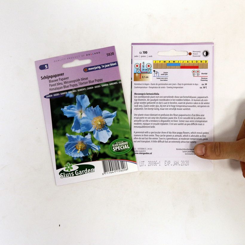 Esempio di esemplare Meconopsis betonicifolia (semi) - Papavero blu dell'Himalaya sacchetto di semi 100 come consegnato