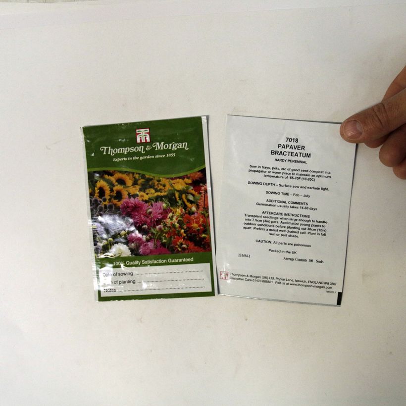Esempio di esemplare Papaver bracteatum Great Scarlet sacchetto di semi 100 come consegnato