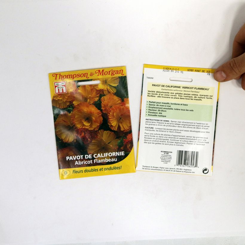 Esempio di esemplare Eschscholzia Apricot Flambeau - Papavero della California sacchetto di semi da 0.2 grammi come consegnato