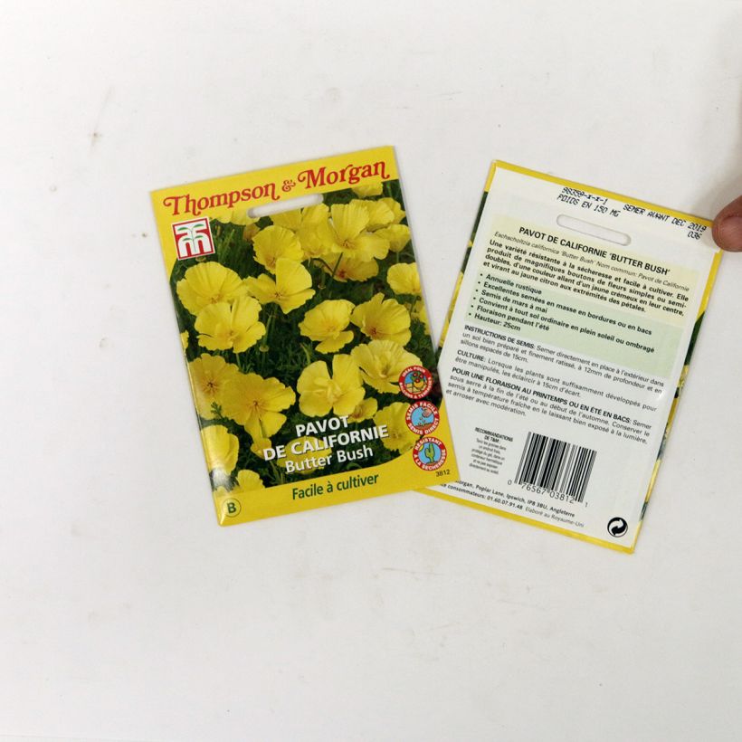 Esempio di esemplare Eschscholzia Butter Bush - Papavero della California sacchetto di semi 350 (0,6g) come consegnato