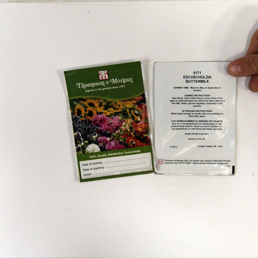 Esempio di esemplare Eschscholzia Buttermilk - Papavero della California sacchetto di semi 100 come consegnato