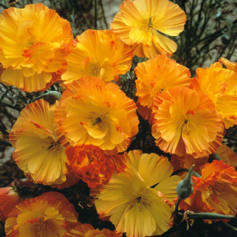 Eschscholzia Thai Silk Apricot Chiffon - Papavero della California (Fioritura)