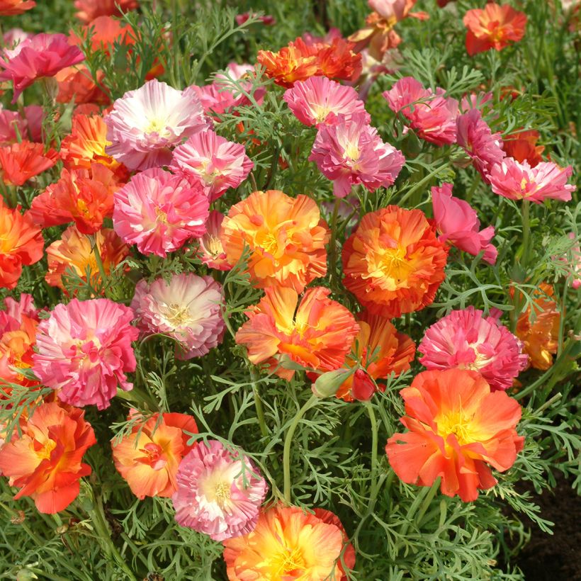 Eschscholzia Thai Silk Formula Mixture - Papavero della California (Fioritura)