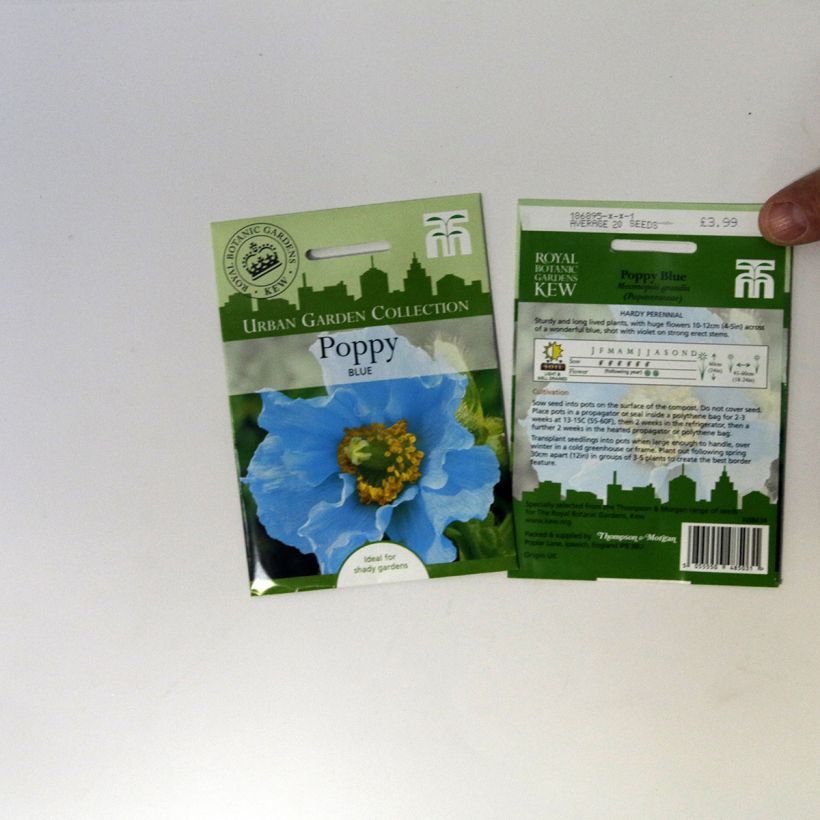Esempio di esemplare Viola Chalon Supreme Wildberry Mixed - Viola del pensiero sacchetto di semi 20 come consegnato