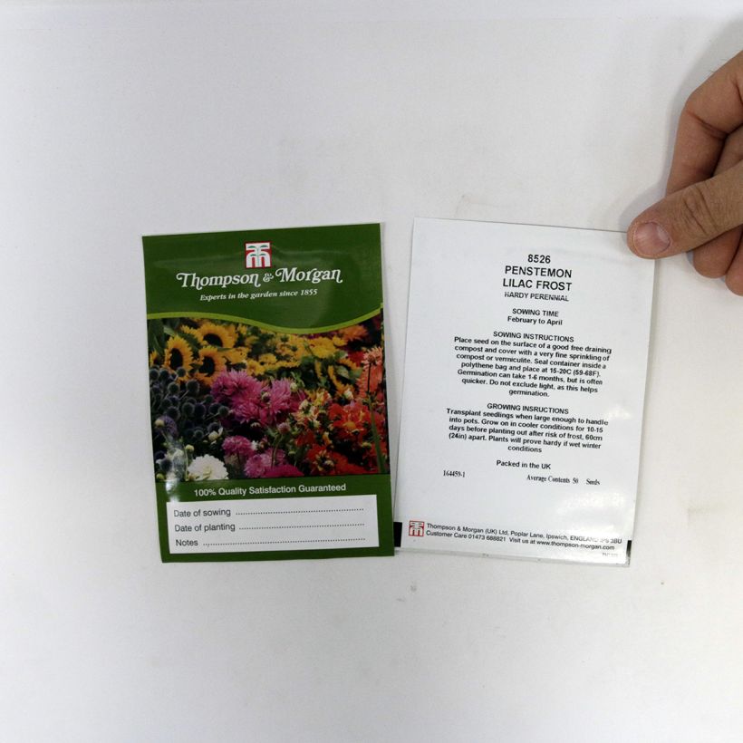 Esempio di esemplare Penstemon Lilac Frost sacchetto di semi 50 come consegnato