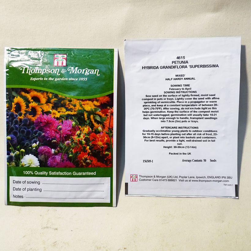 Esempio di esemplare Petunia Superbissima sacchetto di semi 50 come consegnato