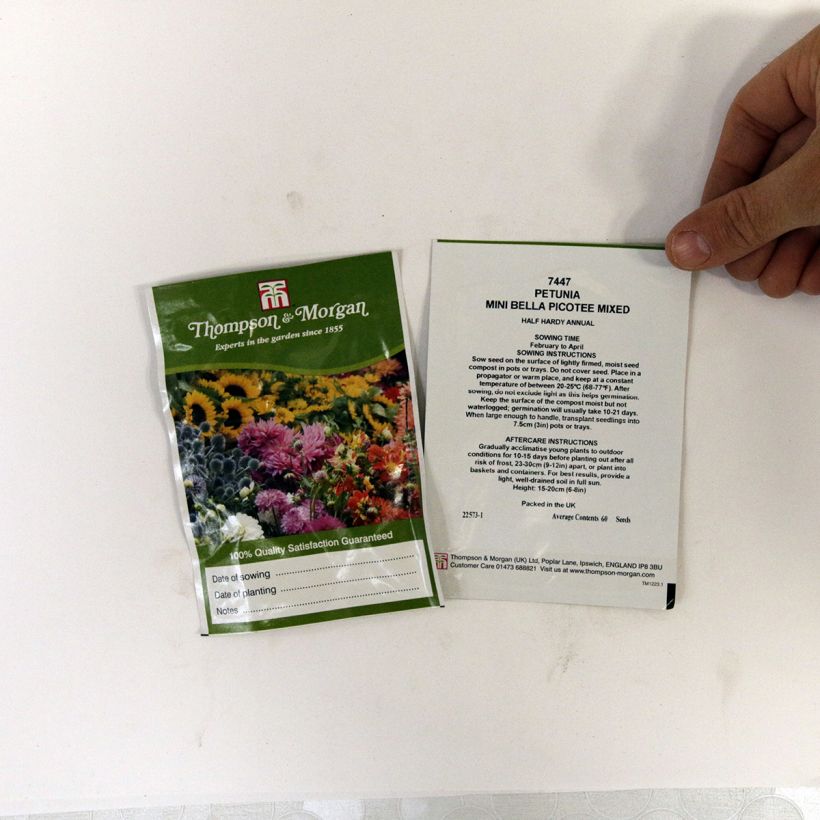 Esempio di esemplare Petunia Mini Bella Picotee Mixed sacchetto di semi 60 come consegnato
