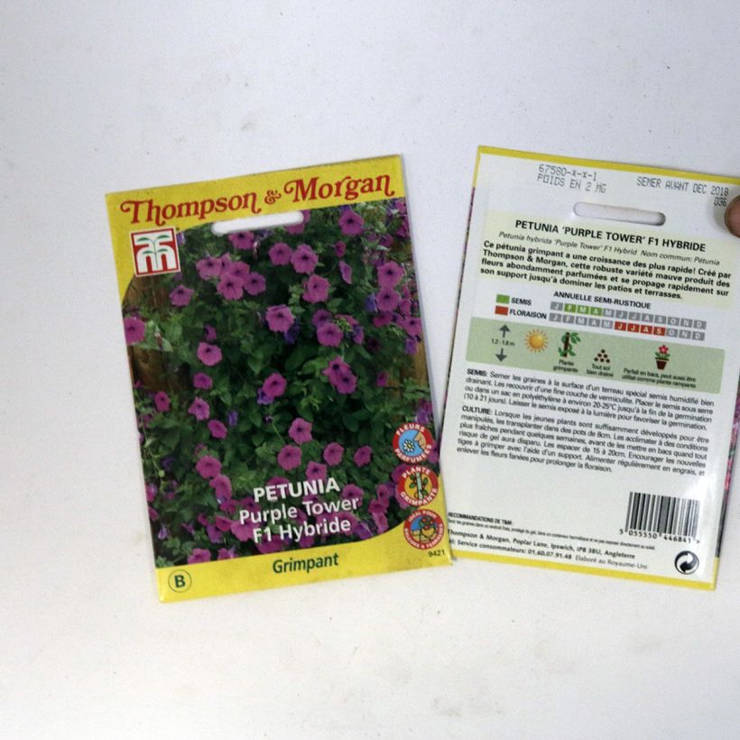 Esempio di esemplare Petunia Purple Tower sacchetto di semi 30 come consegnato