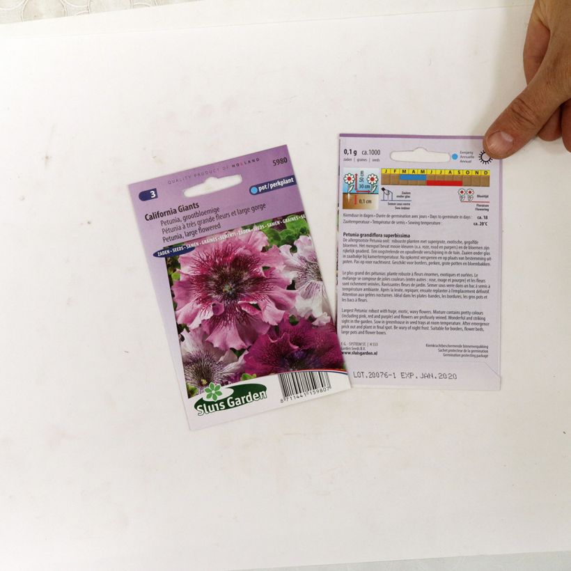 Esempio di esemplare Petunia a fiore grande California Giants Mix sacchetto di semi 700 (0,1g) come consegnato
