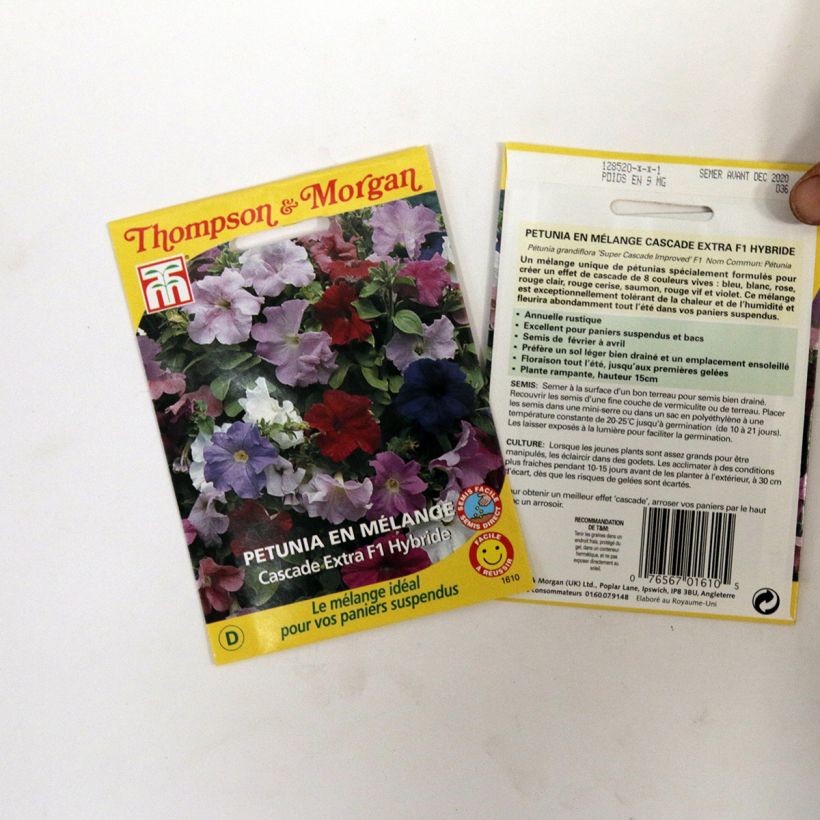 Esempio di esemplare Petunia Cascade Extra sacchetto di semi 90 come consegnato