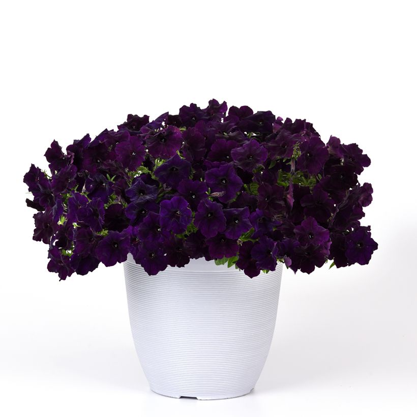 Petunia F1 Easy Wave Navy Velour (Porto)