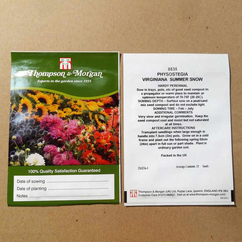 Esempio di esemplare Physostegia virginiana Summer Snow (semi) sacchetto di semi 50 (0,1g) come consegnato