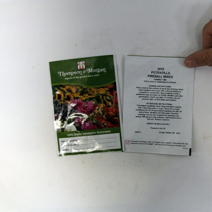 Esempio di esemplare Potentilla atrosanguinea Fireball Mixed - Cinquefoglia sacchetto di semi 100 come consegnato