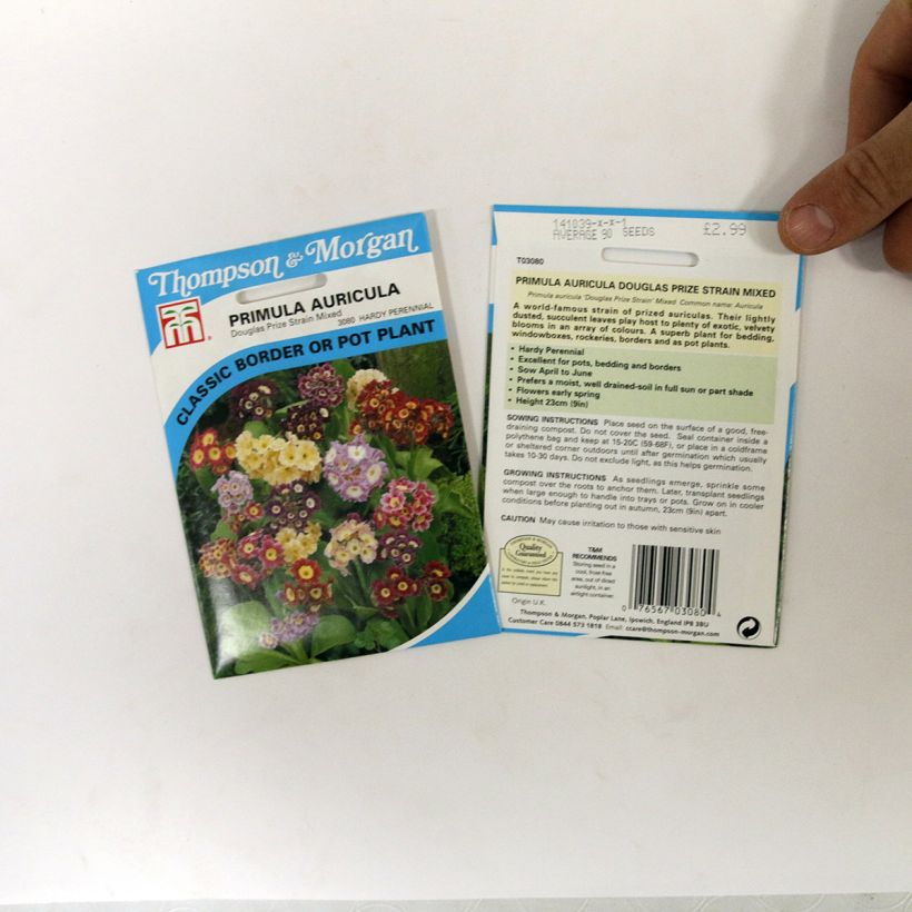Esempio di esemplare Primula auricula Douglas Prize Mix - Primula orecchia d'orso sacchetto di semi 250 (0,1g) come consegnato