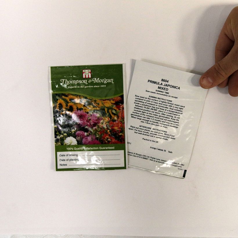 Esempio di esemplare Primula japonica Mixed - Primula giapponese sacchetto di semi 50 come consegnato