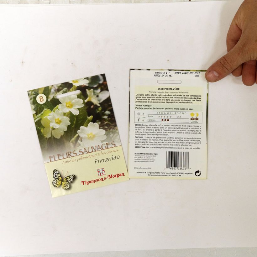 Esempio di esemplare Primula vulgaris (semi) - Primula comune sacchetto di semi 50 come consegnato