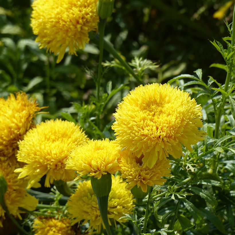 Tagetes erecta Fantastic Yellow (semi) - Tagete eretta (Fioritura)