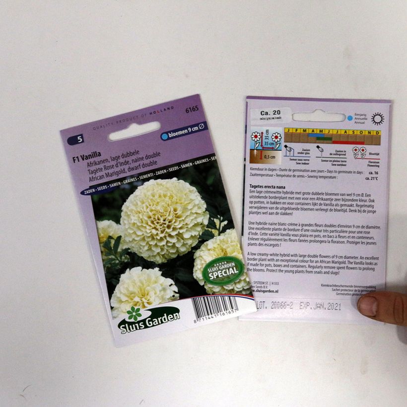 Esempio di esemplare Tagetes erecta nana Vanilla sacchetto di semi 15 come consegnato