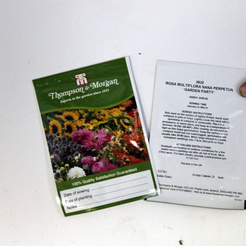 Esempio di esemplare Rosa multiflora nana perpetua Garden Party sacchetto di semi 20 come consegnato