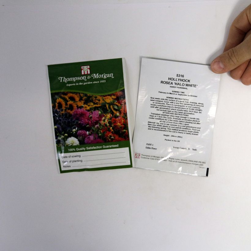Esempio di esemplare Alcea rosea Halo White - Malvarosa sacchetto di semi 25 come consegnato