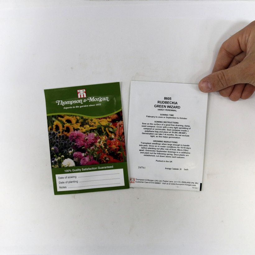 Esempio di esemplare Rudbeckia occidentalis Green Wizard (semi) sacchetto di semi 50 come consegnato