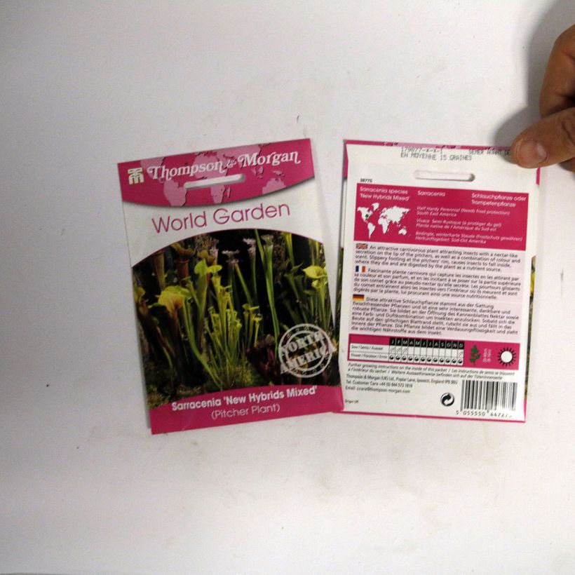 Esempio di esemplare Sarracenia New Hybrids sacchetto di semi 15 come consegnato