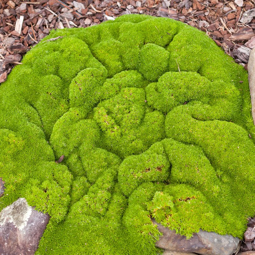 Scleranthus biflorus (Porto)