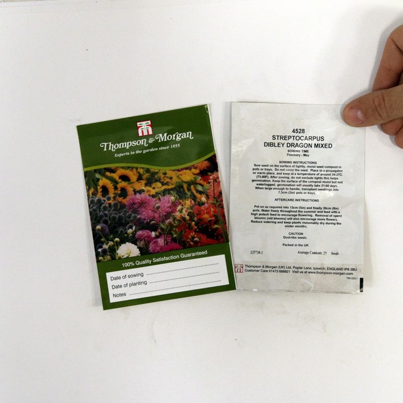Esempio di esemplare Streptocarpus hybridus Dibleys Dragon Mixed sacchetto di semi 20 come consegnato