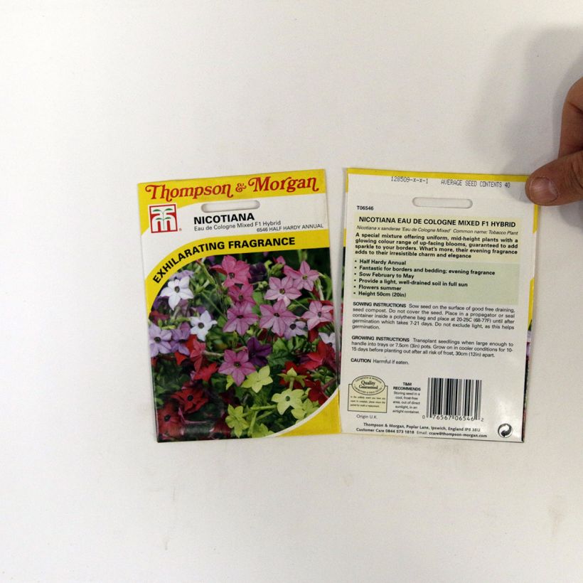 Esempio di esemplare Tabacco da fiore Eau De Cologne sacchetto di semi 40 come consegnato