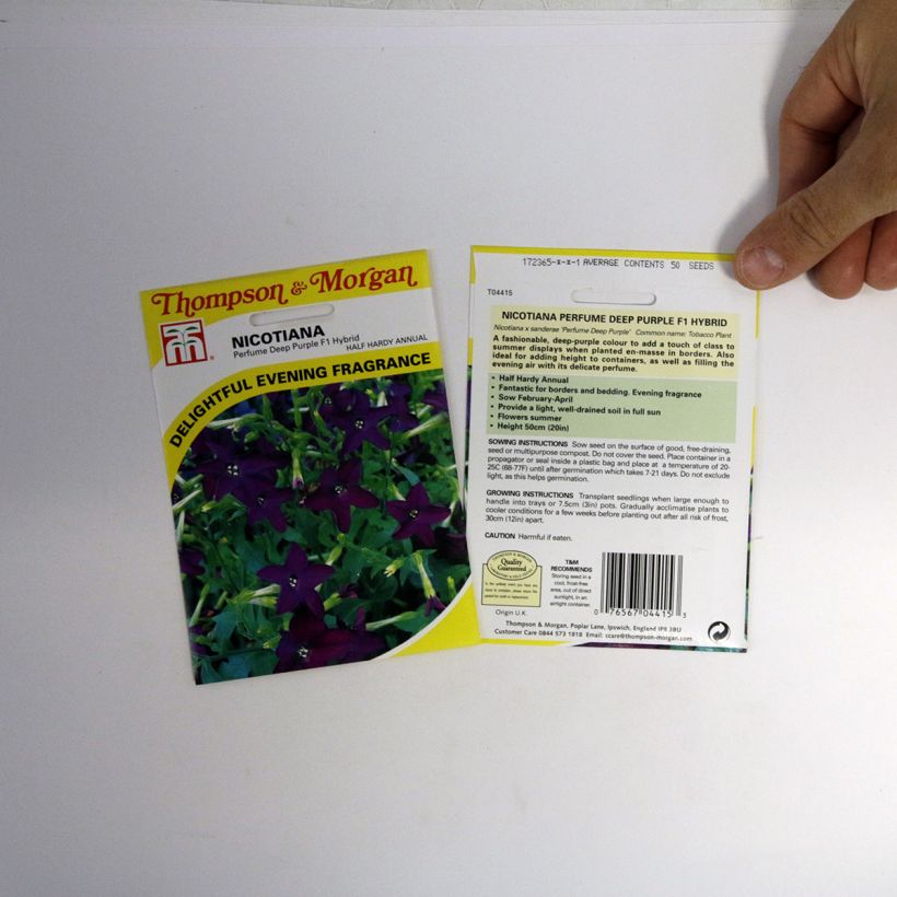 Esempio di esemplare Tabacco da fiore Perfume Deep Purple sacchetto di semi 40 come consegnato