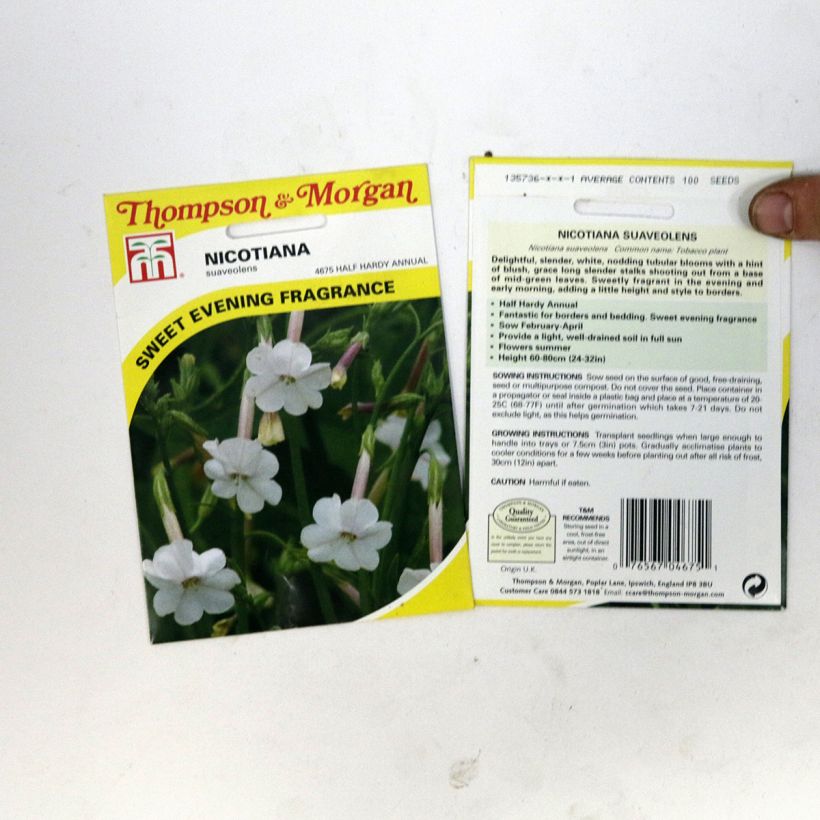 Esempio di esemplare Nicotiana suaveolens - Tabacco australiano sacchetto di semi 100 come consegnato