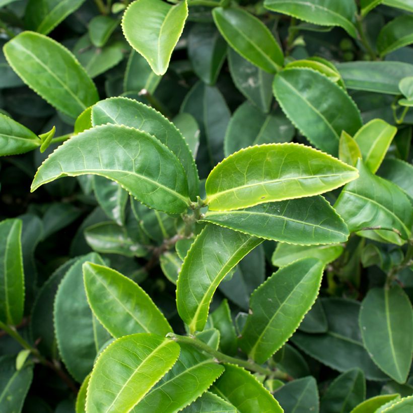 Pianta del tè - Camellia sinensis (semi) (Fogliame)