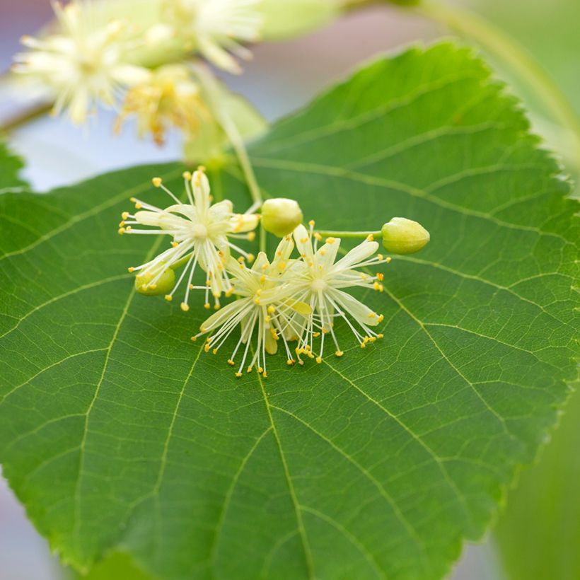 Tilia cordata - Tiglio selvatico (semi) (Fioritura)