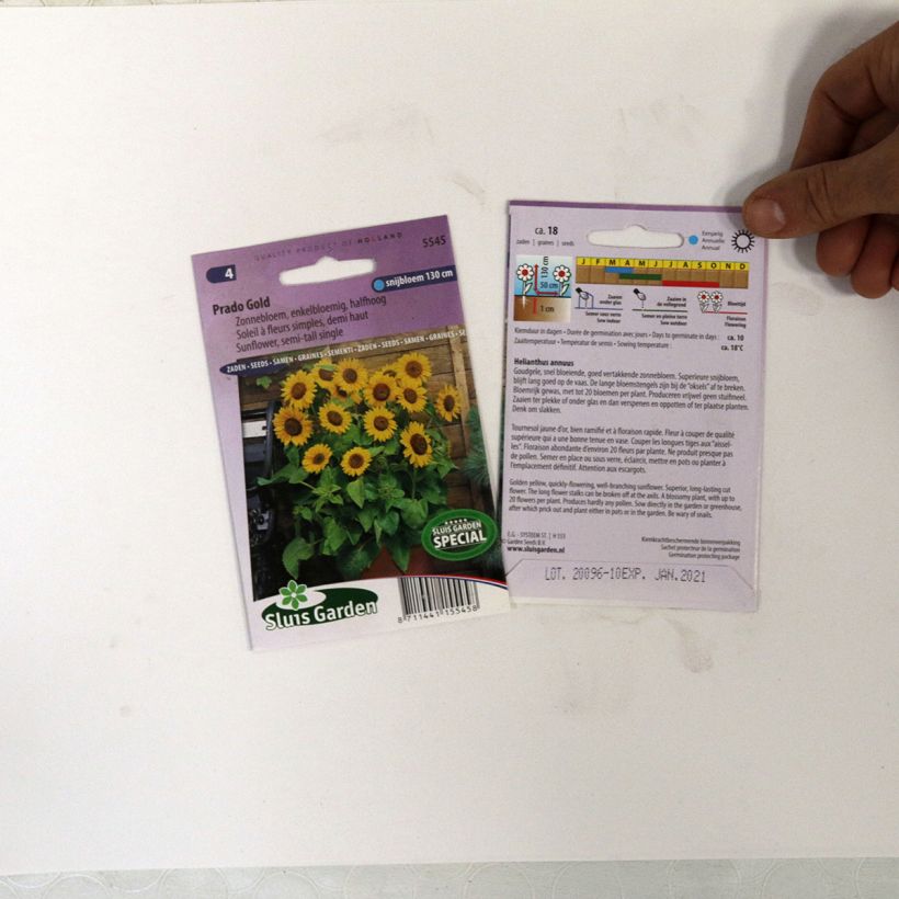 Esempio di esemplare Girasole Prado Gold sacchetto di semi 18 come consegnato