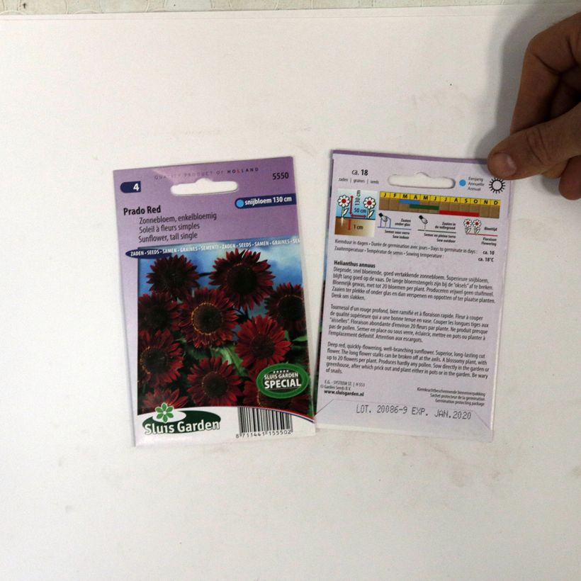 Esempio di esemplare Girasole Prado Red sacchetto di semi 18 come consegnato