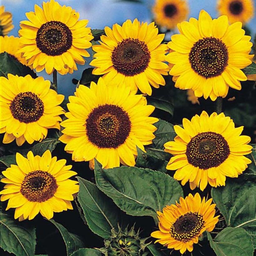 Girasole Prado Yellow (Fioritura)