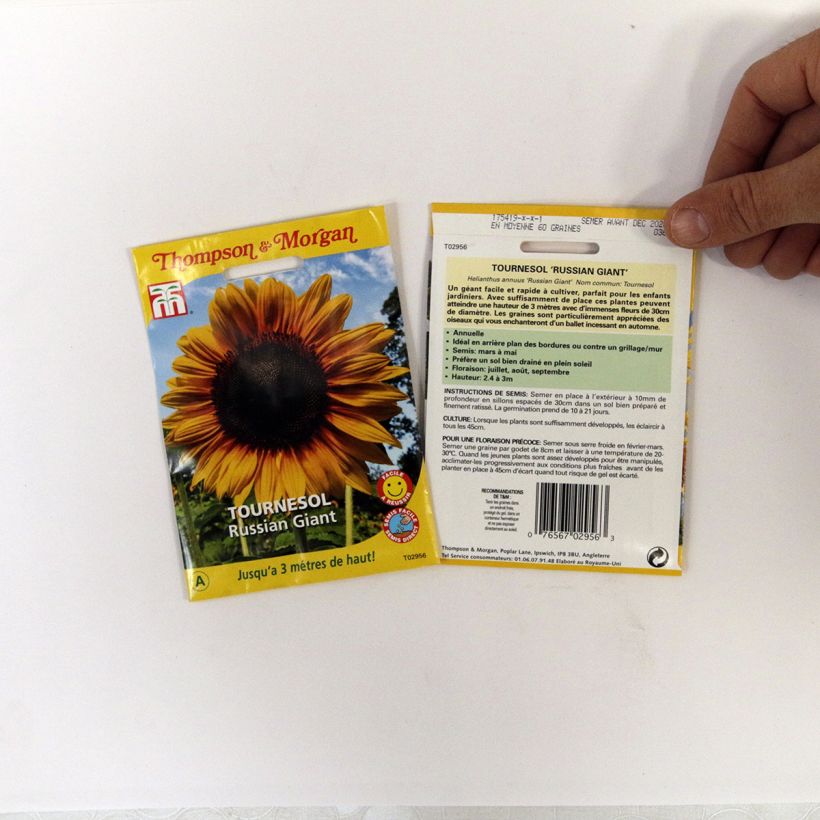 Esempio di esemplare Girasole Russian Giant sacchetto di semi 60 come consegnato