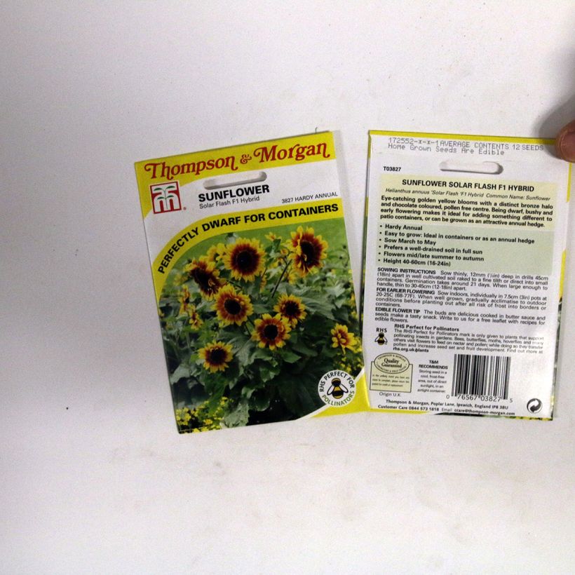 Esempio di esemplare Girasole F1 Solar Flash sacchetto di semi 12 come consegnato