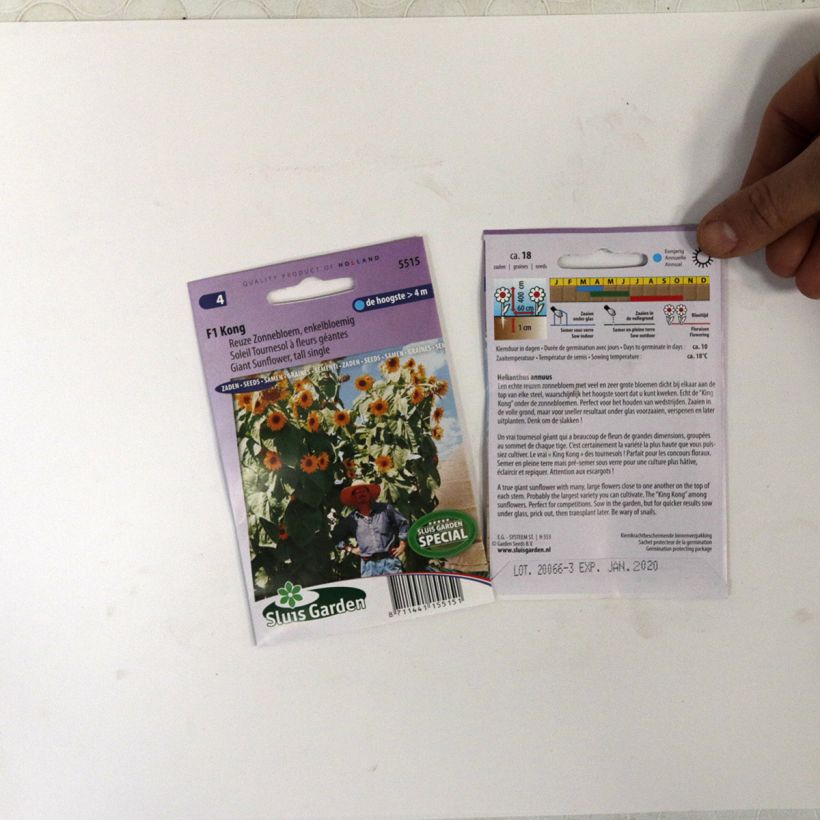 Esempio di esemplare Girasole Kong F1 sacchetto di semi 18 come consegnato