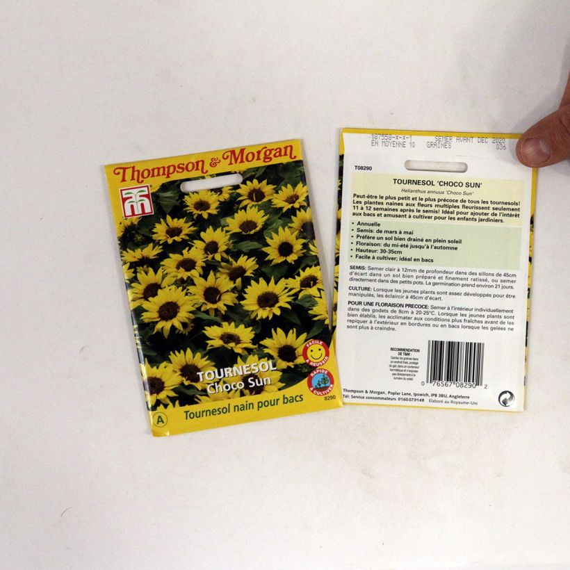 Esempio di esemplare Girasole Choco Sun sacchetto di semi da 0.2 grammi come consegnato