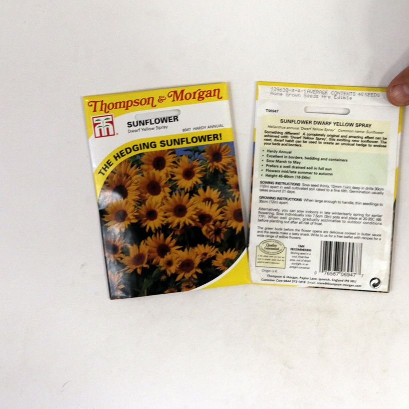Esempio di esemplare Girasole Dwarf Yellow Spray sacchetto di semi 40 come consegnato