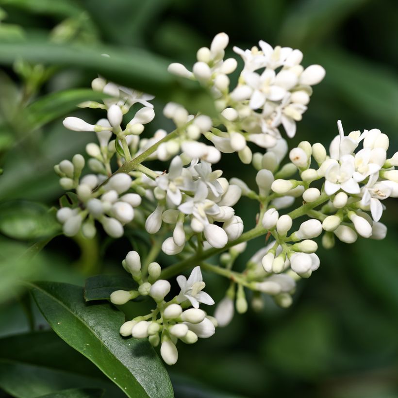 Ligustrum vulgare - Ligustro (semi) (Fioritura)