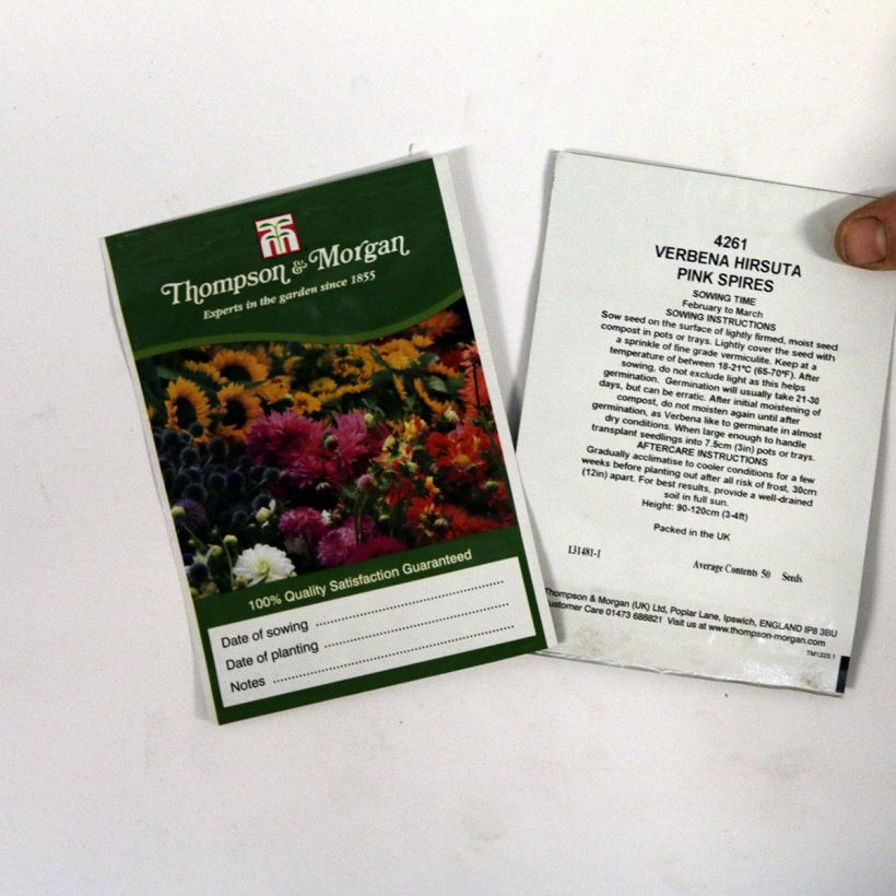 Esempio di esemplare Verbena hastata Pink Spires sacchetto di semi 50 come consegnato
