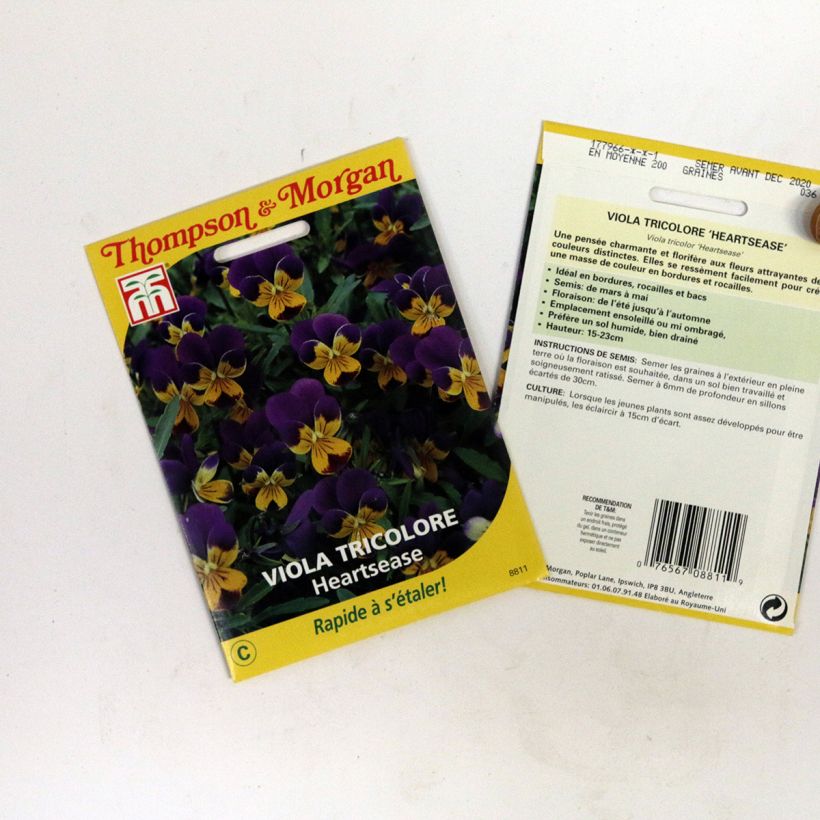 Esempio di esemplare Viola tricolor Tricolore Heartsease sacchetto di semi 100 come consegnato