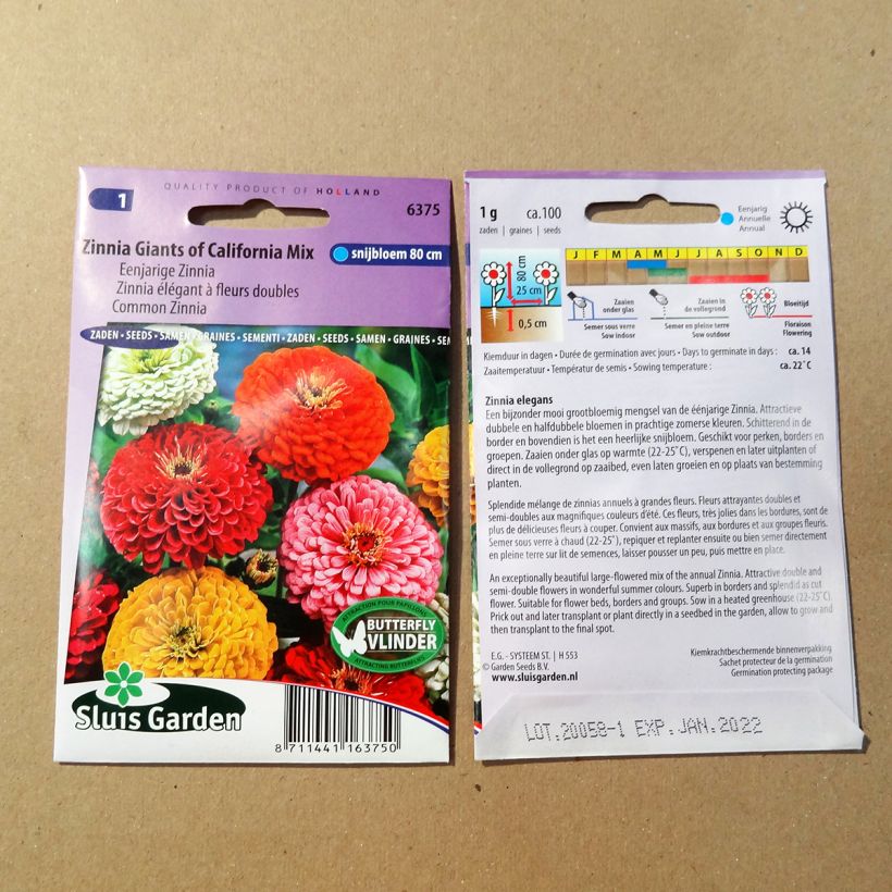 Esempio di esemplare Zinnia Giant of California Mix sacchetto di semi 100 (1g) come consegnato
