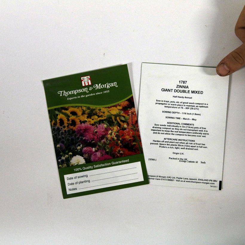 Esempio di esemplare Zinnia Giant Double Mixed sacchetto di semi 60 come consegnato