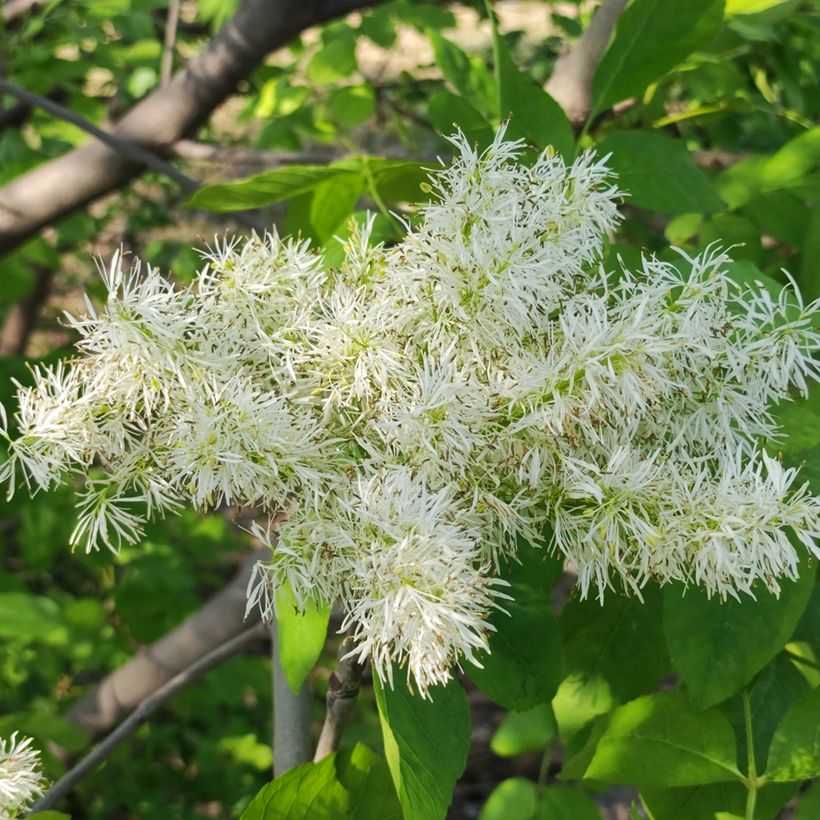 Fraxinus ornus (semi) (Fioritura)