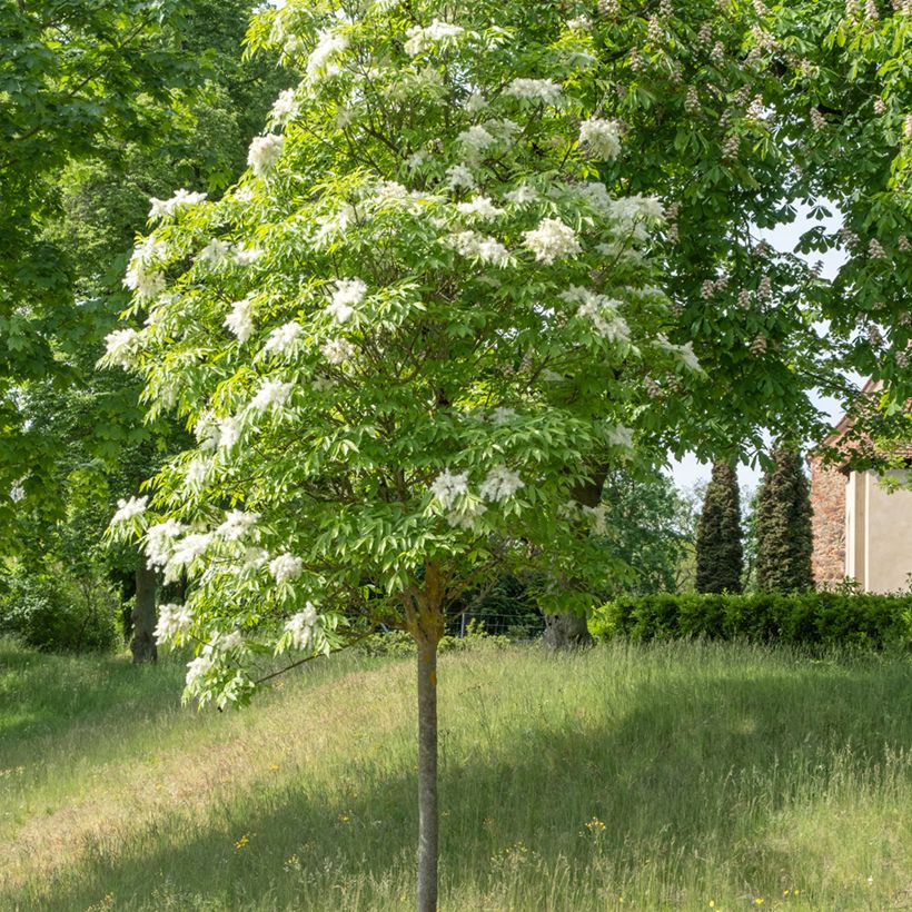 Fraxinus ornus (semi) (Porto)