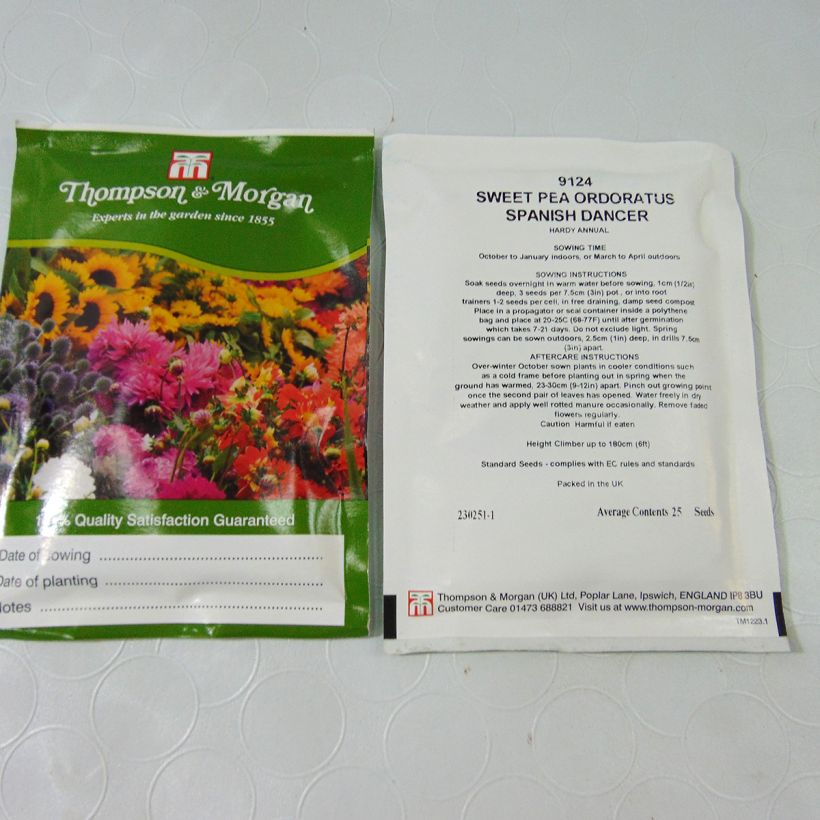 Esempio di esemplare Dianthus Russian Skies - Garofano sacchetto di semi 30 come consegnato