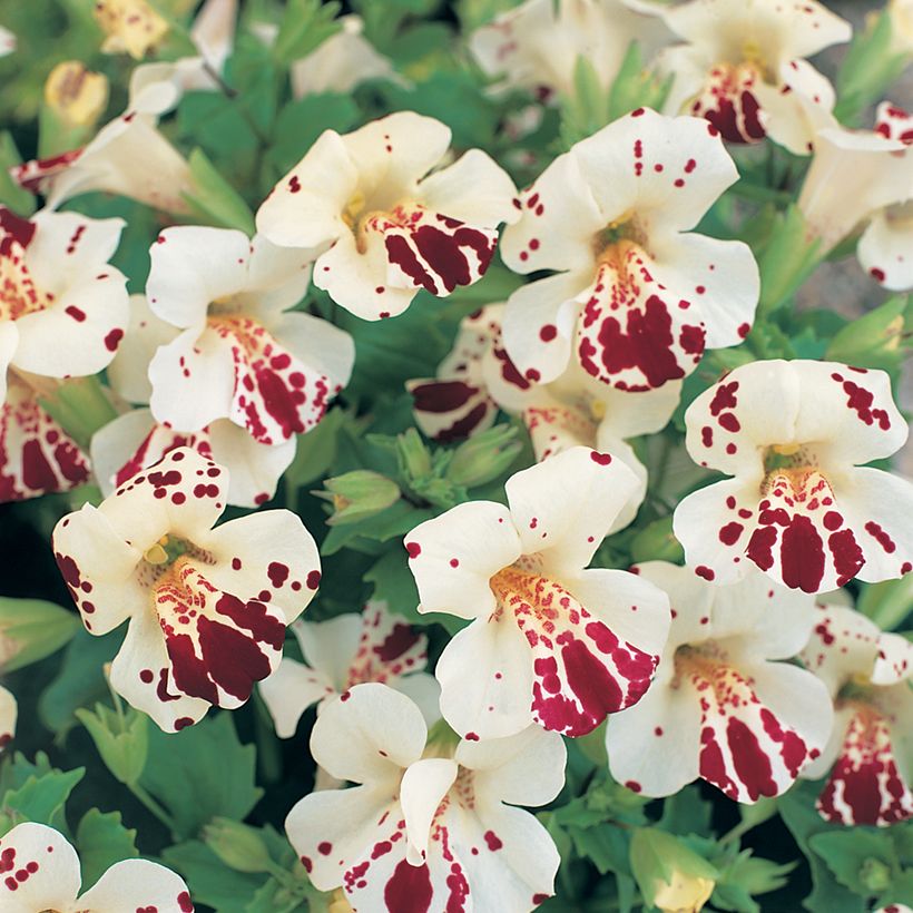 Mimulus Monkey Magic (Fioritura)